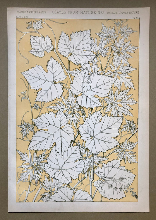 Vine Leaves. Leaves From Nature No 2. A Plate From The Grammar of Ornament by Owen Jones (1809 - 68). Size: 33 x 23 cms.