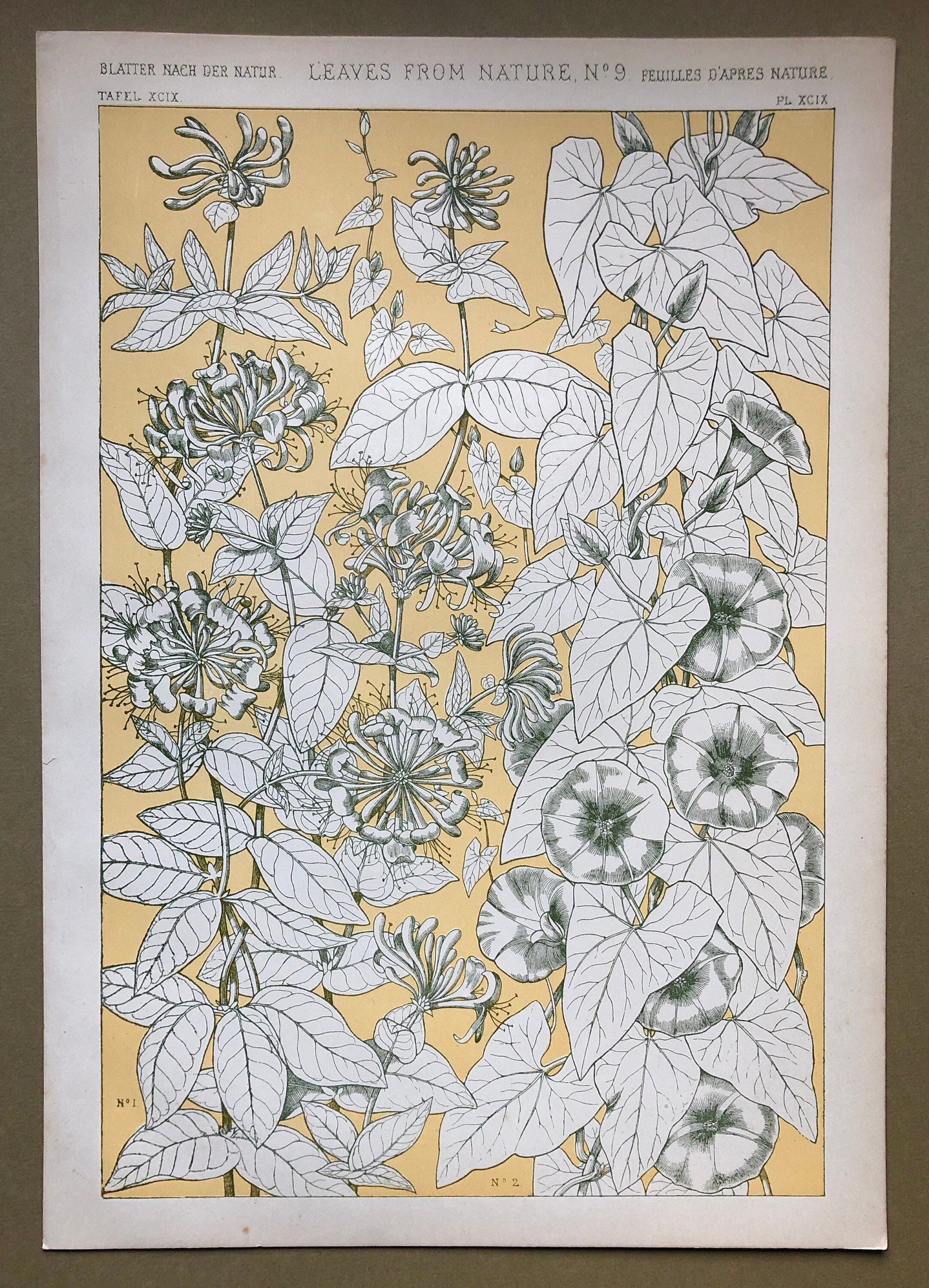 Leaves From Nature No 9. A Plate From The Grammar of Ornament by Owen Jones (1809 - 68). Size: 33 x 23 cms.