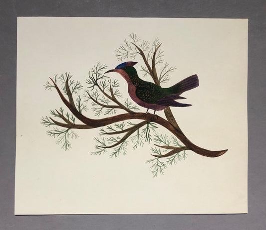 An Original Georgian Watercolour. An Exotic Bird on A Branch. White Paper Surround. Size: 14.5 x 17cms.