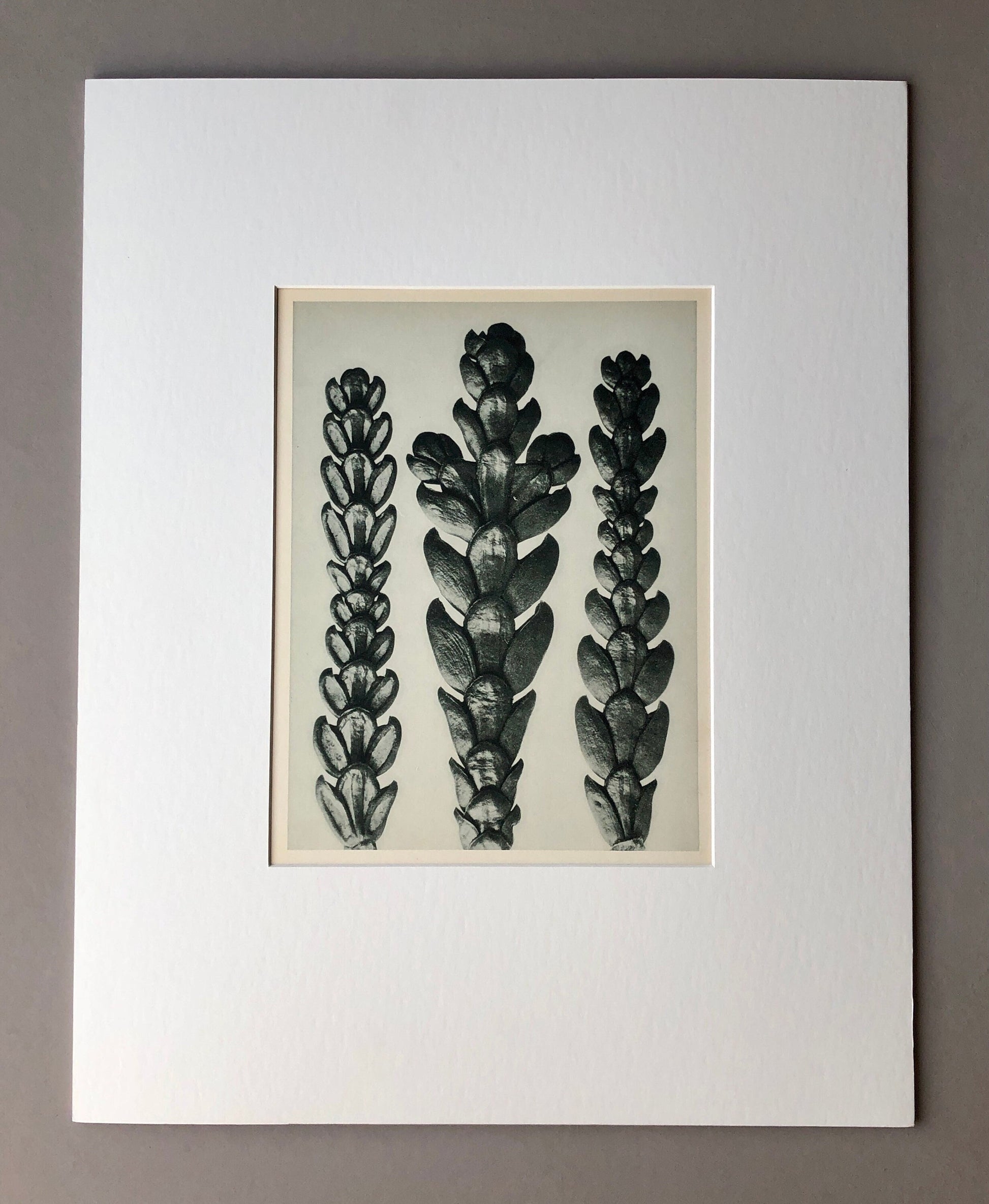 An Original Photogravure by Karl Blossfeldt. Thujopsis dolabrata. False Arbor Vitae. 1930’s. Size with mount: 50 x 39.7 cms.