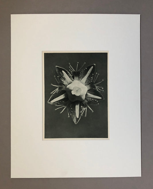 An Original Photograveure by Karl Blossfeldt. Parnassia palustris. Common Grass-of-Parnassian. 1930’s. Size with mount: 50 x 39.7 cms.