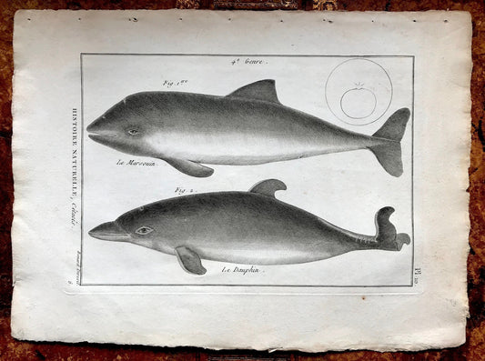 An Antique Engraving of a Dolphins. Engraved by Bernard Direxit. French c.1827. Very Good Condition. 31.5 x 23.5 cms.