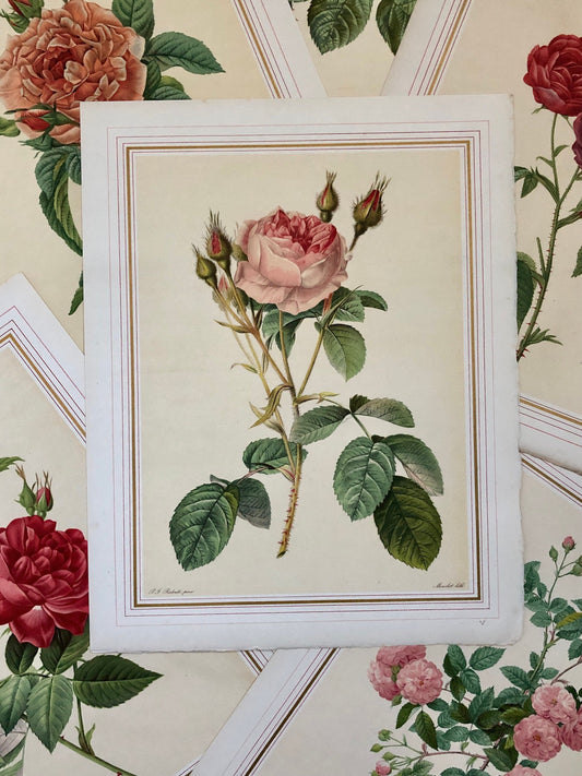 Ten Limited Edition Rose Prints from Choix Des Plus Belle Roses by P.-J. Redouté. Published in 1938. Excellent condition. Size: 41 x 32 ms.