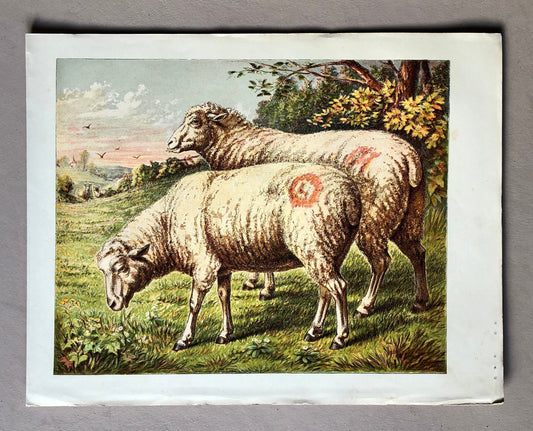 The Sheep (Le Mouton). A chromolithograph print from Les Animaux Domestiques by Mme Pape-Carpantier. Dated 1872. Size: 24.5 x 21.5 cms.