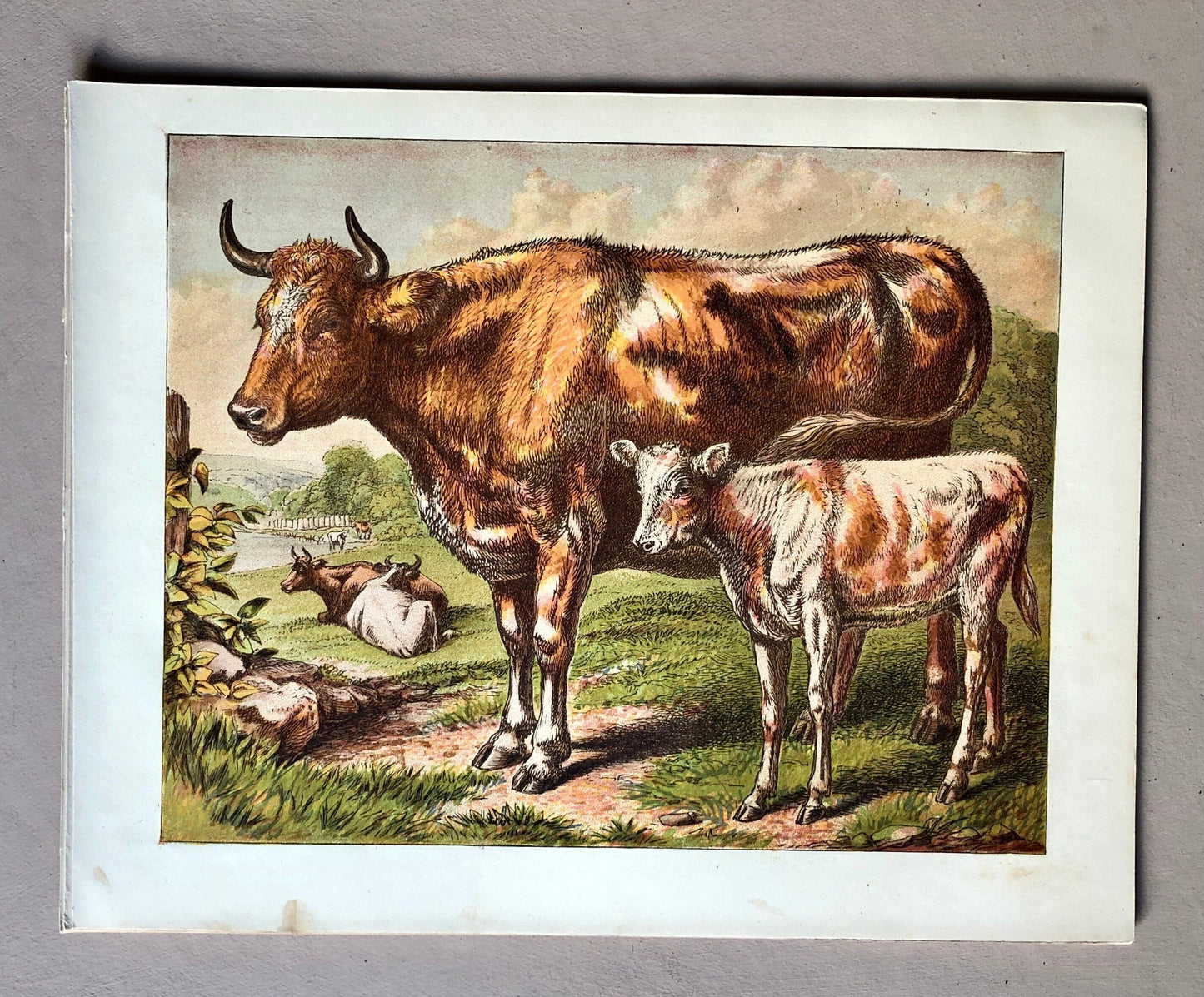 The Cow (La Vache). A Large chromolithograph print from Les Animaux Domestiques by Mme Pape-Carpantier. Dated 1872. Size: 24.5 x 21.5 cms.
