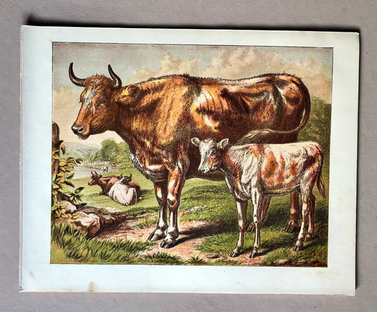 The Cow (La Vache). A Large chromolithograph print from Les Animaux Domestiques by Mme Pape-Carpantier. Dated 1872. Size: 24.5 x 21.5 cms.