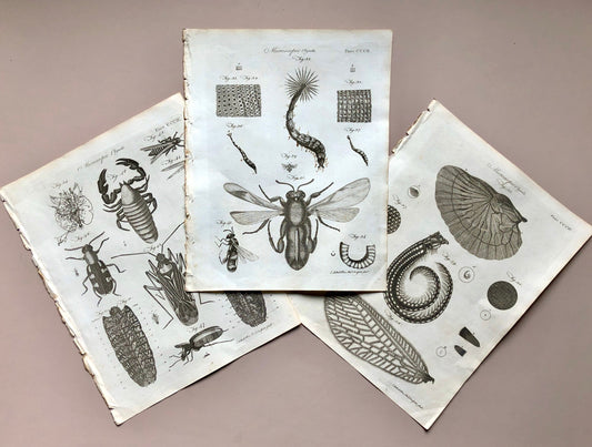 Microscopic Objects. 3 Original Engravings. From The Encyclopedia Britannica. Engraved by A. Bell. Dated 1797. Size: 26.5 x 20.5 cms