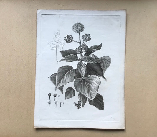 An Original 18th Century Engraving of a Sprig of Ivy in flower. With details of flower and berry. French. By Debeuil. 13 1/4 x 10 inches.