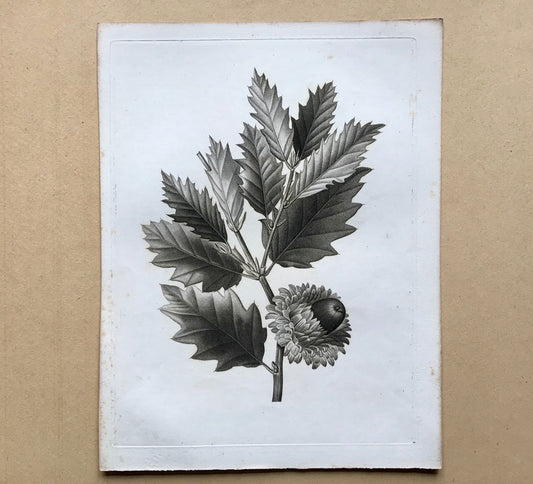 An Original 18th Century Engraving of an Oak Twig. French. By Debeuil. 13 1/4 x 10 inches.
