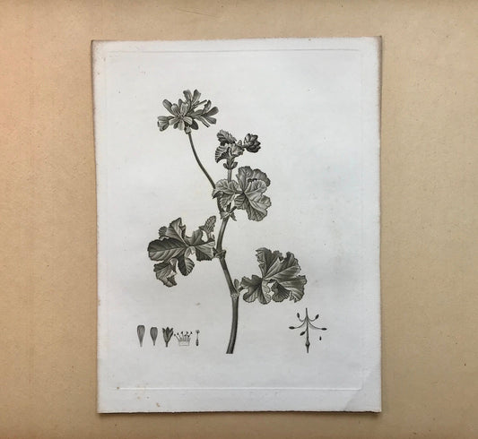 An Original 18th Century Engraving of a Sprig of Geranium. French. By Debeuil. 13 1/4 x 10 inches.