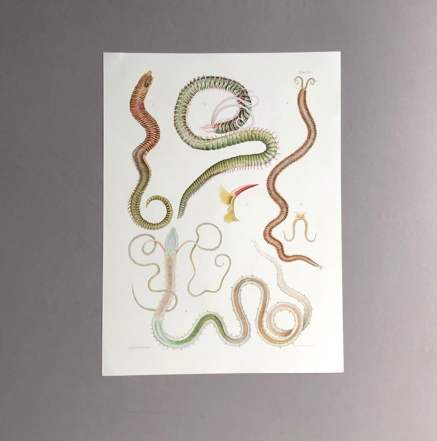Polychaetes. Sea Worms. From A Monograph of British Marine Annelids. William Carmichael MacIntosh. Dated 1908. Size: 37.5 x 28 cms.