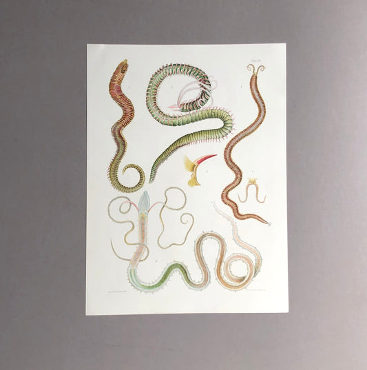 Polychaetes. Sea Worms. From A Monograph of British Marine Annelids. William Carmichael MacIntosh. Dated 1908. Size: 37.5 x 28 cms.