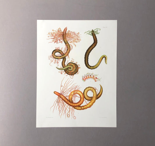 Polychaetes. Sea Worms. From A Monograph of British Marine Annelids. William Carmichael MacIntosh. Dated 1908. Size: 37.5 x 28 cms.