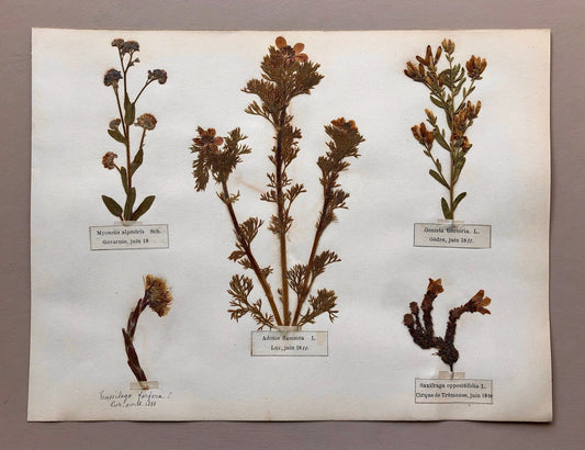 A Genuine French Herbiere. Of Excellent Quality. Winner of the Legion d’honneur. Dated 1888. Size: 23.5 x 31 cms.