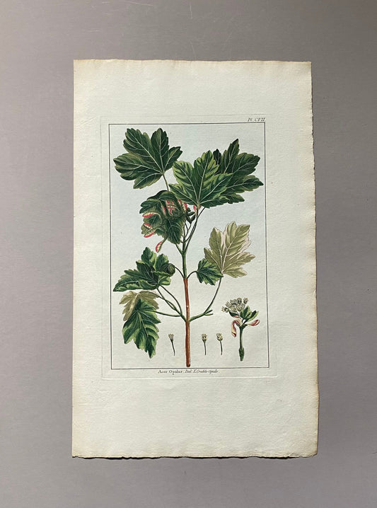 Acer Opalus. A Hand Coloured Copper Plate Engraving by Pierre Joseph Buchoz. Circa 1770. Size: 47.5 x 29 cms.