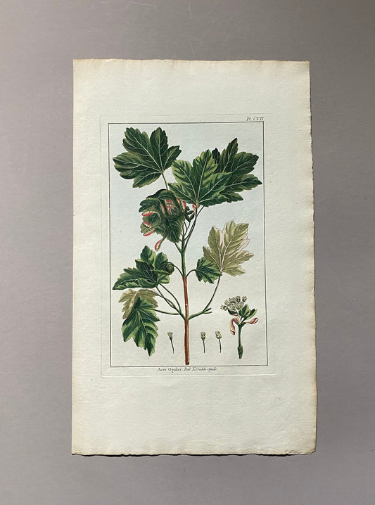 Acer Opalus. An Original Hand Coloured Copper Plate Engraving by Pierre Joseph Buchoz. 1770s. Size: 47.5 x 29 cms.