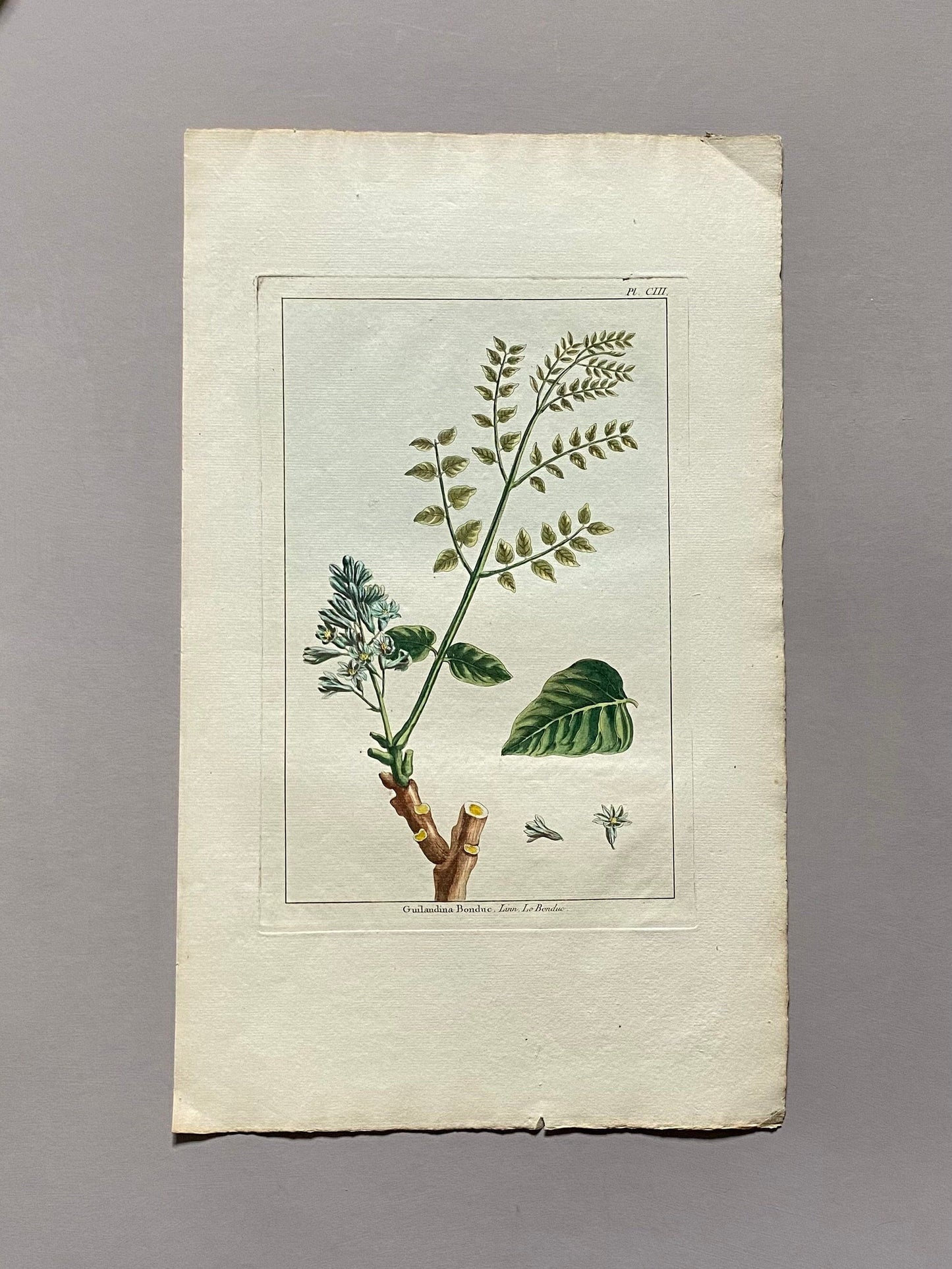 Guilandina Bonduc. A Hand Coloured Copper Plate Engraving by Pierre Joseph Buchoz. Circa 1770. Size: 47.5 x 29 cms.
