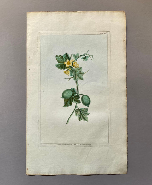 Momordica elartarium. A Hand Coloured Copper Plate Engraving by Pierre Joseph Buchoz. Circa 1770. Size: 47.5 x 29 cms.