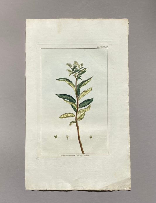 Penthorum fedoides. A Hand Coloured Copper Plate Engraving by Pierre Joseph Buchoz. Circa 1770. Size: 47.5 x 29 cms.