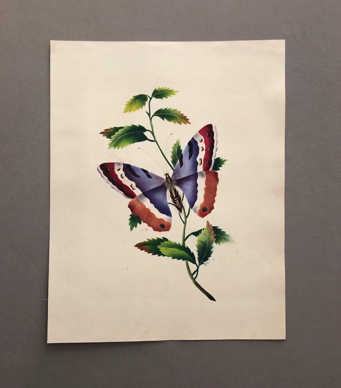 A Butterfly. An Original Watercolour. Georgian. Early 1800s. Size: 27 x 21.5 cms.