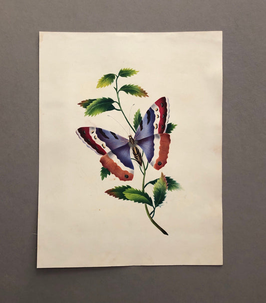 A Butterfly. An Original Watercolour. Georgian. Early 1800s. Size: 27 x 21.5 cms.