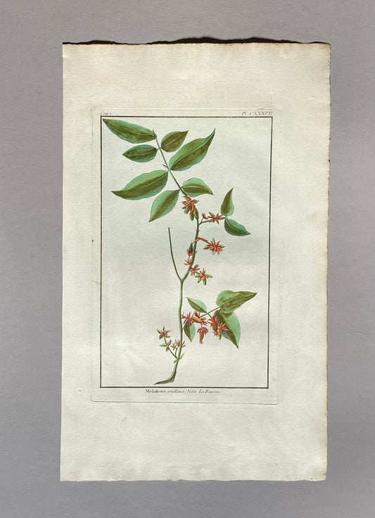 Melastoma Raussinia. A Hand Coloured Copper Plate Engraving by Pierre Joseph Buchoz. Circa 1770. Size: 47.5 x 29 cms.