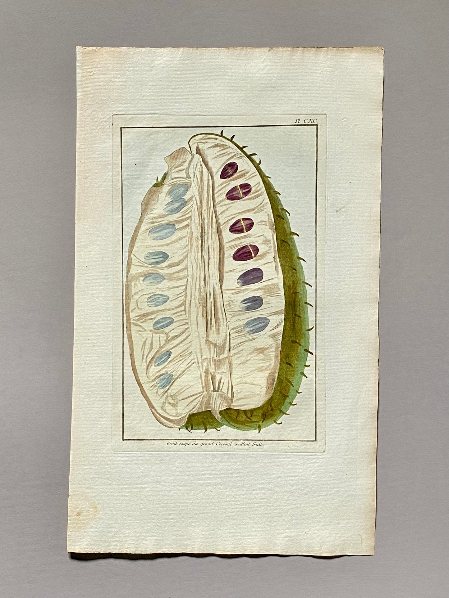 Fruit coupé Du Grand Corosal. A Hand Coloured Copper Plate Engraving by Pierre Joseph Buchoz. Circa 1770. Size: 47.5 x 29 cms.