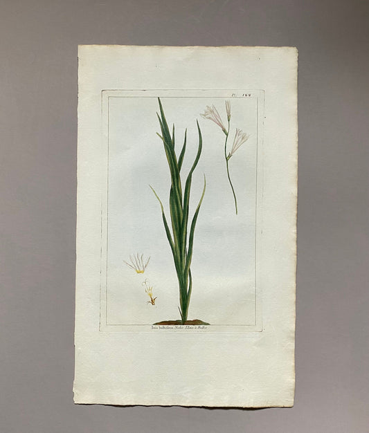 Ixia Bulbifera. A Hand Coloured Copper Plate Engraving by Pierre Joseph Buchoz. Circa 1770. Size: 47.5 x 29 cms.