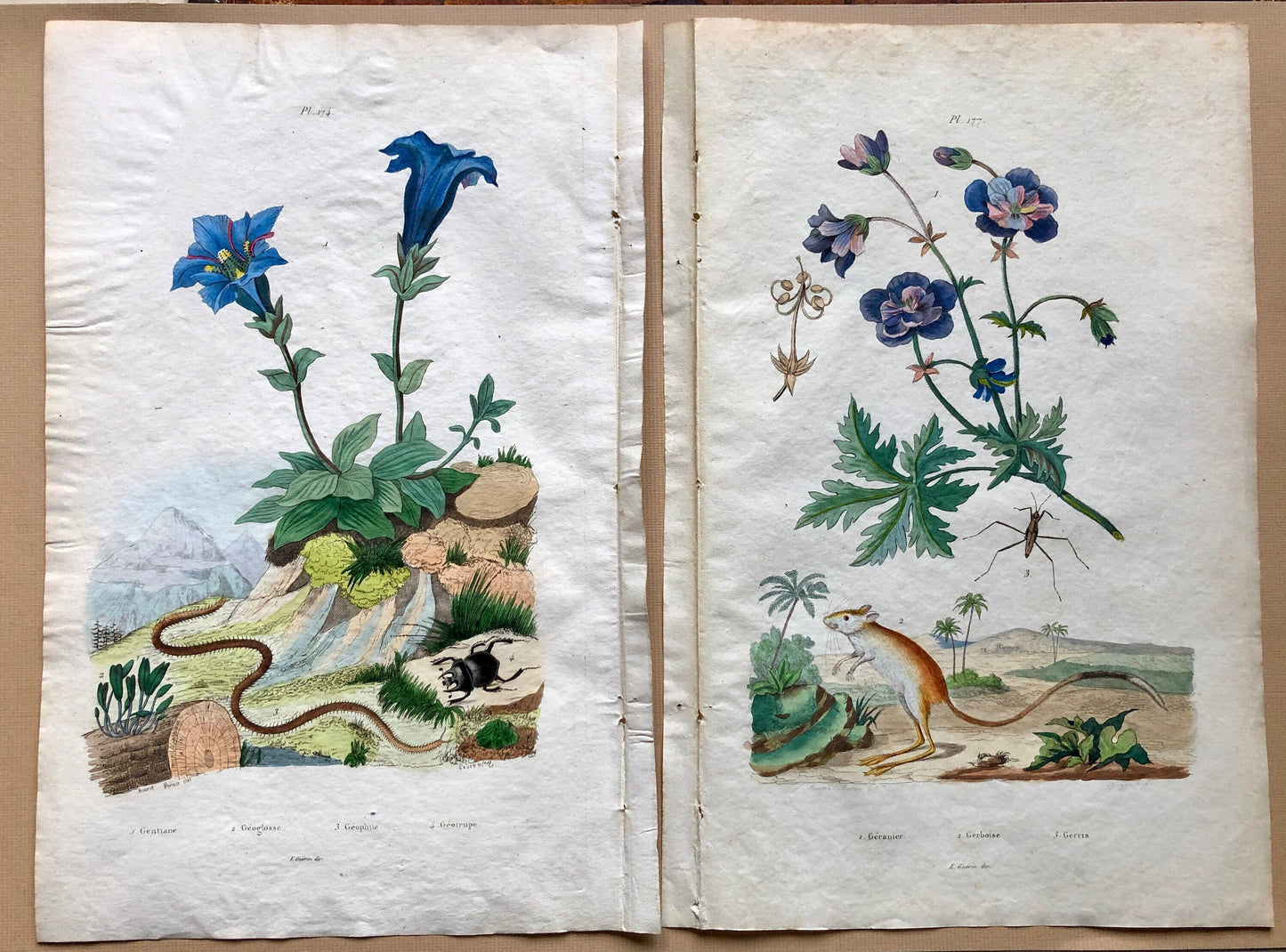 Two Antique Prints (1830s) From a French Dictionary Featuring Plants, Insects and a Jerboa. Size: 28. X 18 cms.