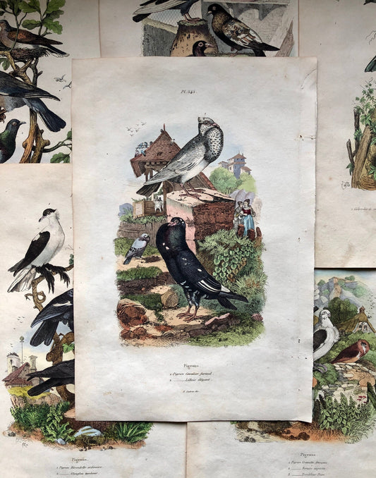 Six Antique Hand Coloured Lithographs (1830s) From a French Dictionary Breeds of Pigeon. Engraved by Du Carre. Size: 28. X 18 cms.