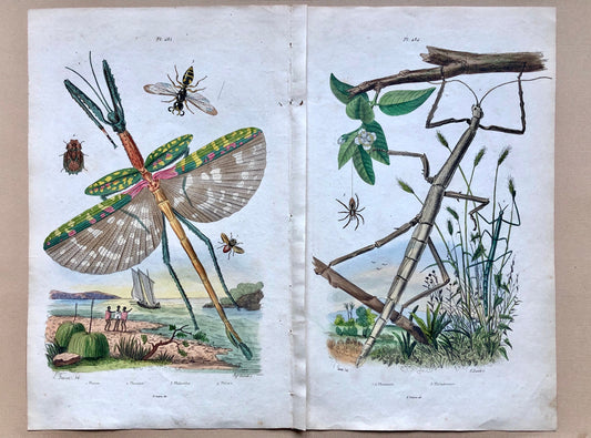 Two Antique Prints (1830s) From a French Dictionary Featuring Insects. Engraved by August Dumeril. Size: 28. X 18 cms.