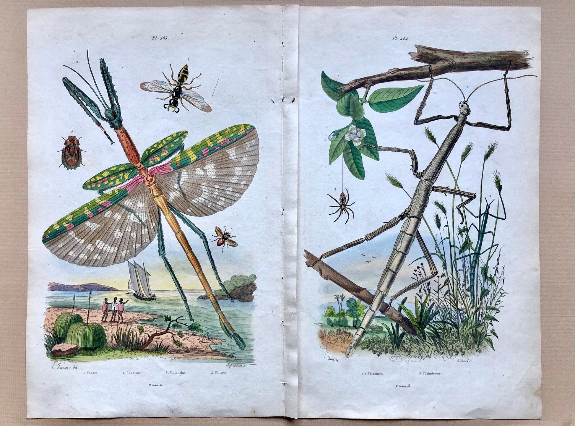 Two Original Antique Prints (1830s) From a French Dictionary Featuring Insects. Engraved by August Dumeril. Size: 28. X 18 cms.