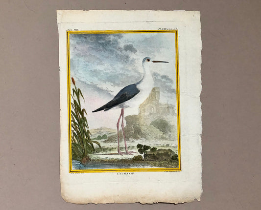 L’ Echasse. Hand Coloured Engraving From “L’Histoire Naturelle Des Oiseaux “ Buffon. C.1780. Near Fine Condition. 27 x 20 cms.