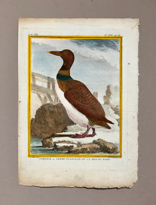 L’ Imbrim ou Grand Plongeon. Hand Coloured Engraving From “Histoire Naturelle Des Oiseaux” c. 1780. By Buffon. 28 x 20 cms.