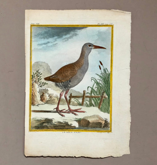 Le Râle D’Eau. An Original Hand Coloured Engraving from ‘Histoire Naturelles D’Oiseaux by Buffon. Size: 27 x 19.5 cms. C. 1780