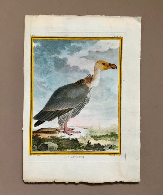 Le Vautour. An Original Engraving From “Histoire Naturelle Des Oiseaux” by Buffon. Circa 1700. Near Fine Condition. Size: 27 x 19.5 cms.