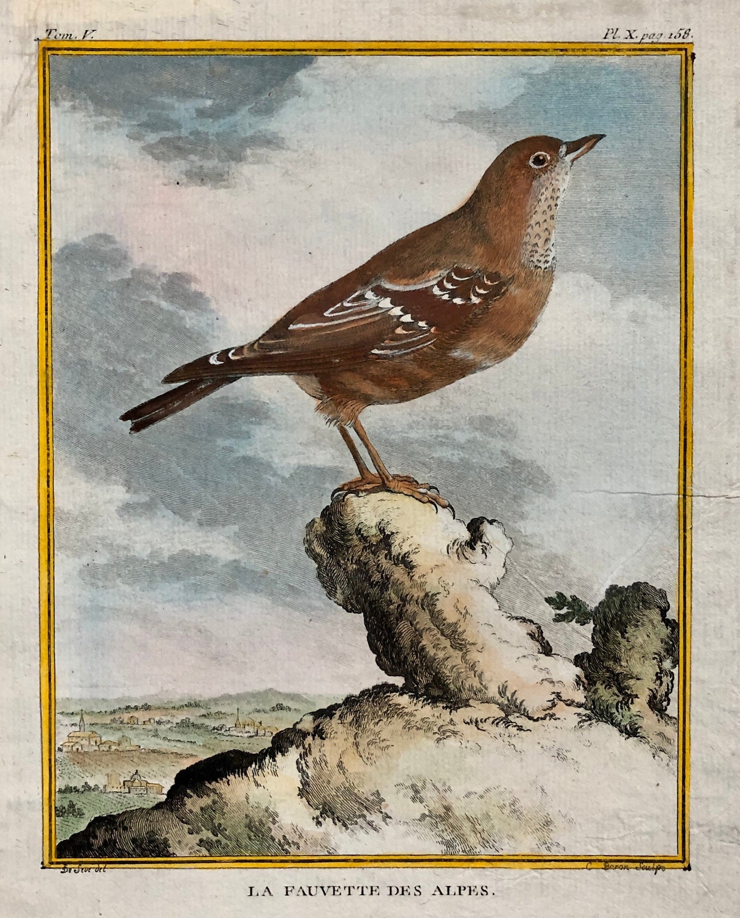 Le Fauvette Des Alpes. An Original Antique Engraving from “Histoire Naturelle Des Oiseaux’ by Buffon. Circa 1770. Size: 26.4 x 19 cms.