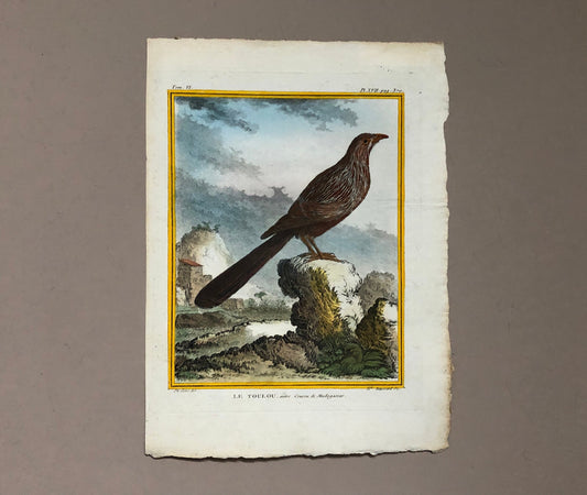 Le Toulou. An Antique Engraving from “Histoire Naturelle Des Oiseaux’ by Buffon. Engraved by Haussard. Circa 1770. Size: 27 x 19.8 cms.