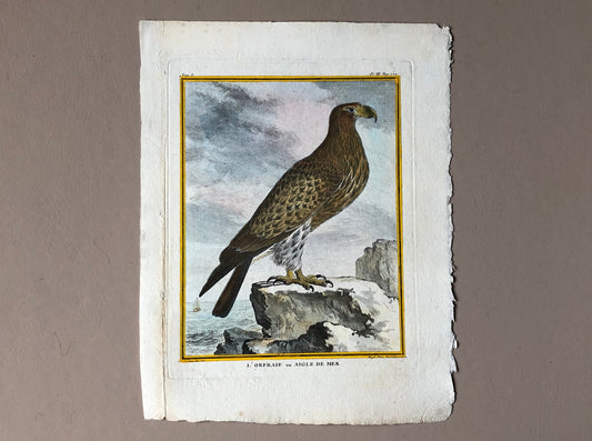 L’Orfraie ou Aigle De Mer. An Original Engraving From ‘Histoire Naturelle Des Oiseaux’ by Buffon. Circa 1770. Size: 27 x 20.5 cms.