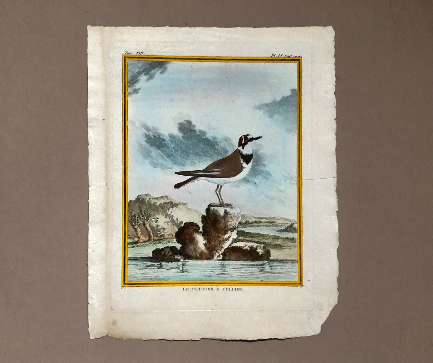 Le Pluvier À Collier. An Engraving From ‘Histoire Naturelle Des Oiseaux’ by Buffon. Circa 1770. Fine Condition. Size: 27 x 21 cms.