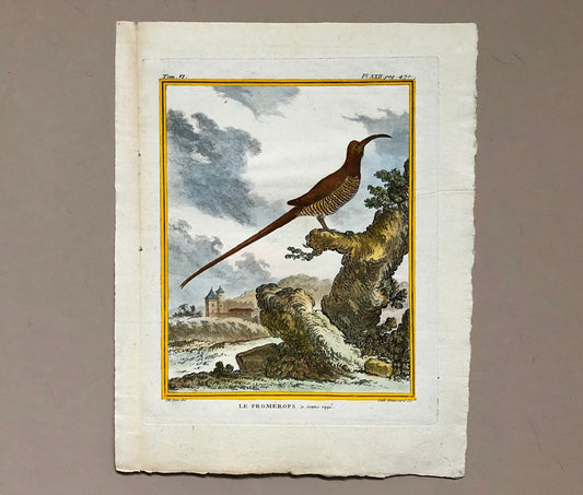 Le Promérops. An Engraving From ‘Histoire Naturelle Des Oiseaux’ by Buffon. Circa 1770. Excellent Condition. Size: 26.5 x 21 cms.