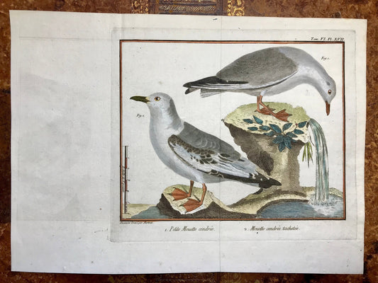 A Copper Plate Engraving of Two Types of Seagull. By Francois-Nicholas Martinet. Hand coloured. Dated 1770. 25 x 34.7 cms.