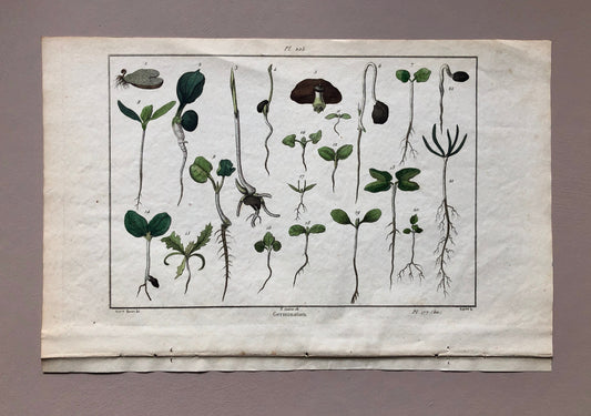 An Antique Print,From a French Dictionary Featuring Germinating Plants. Size: 28. X 18 cms.