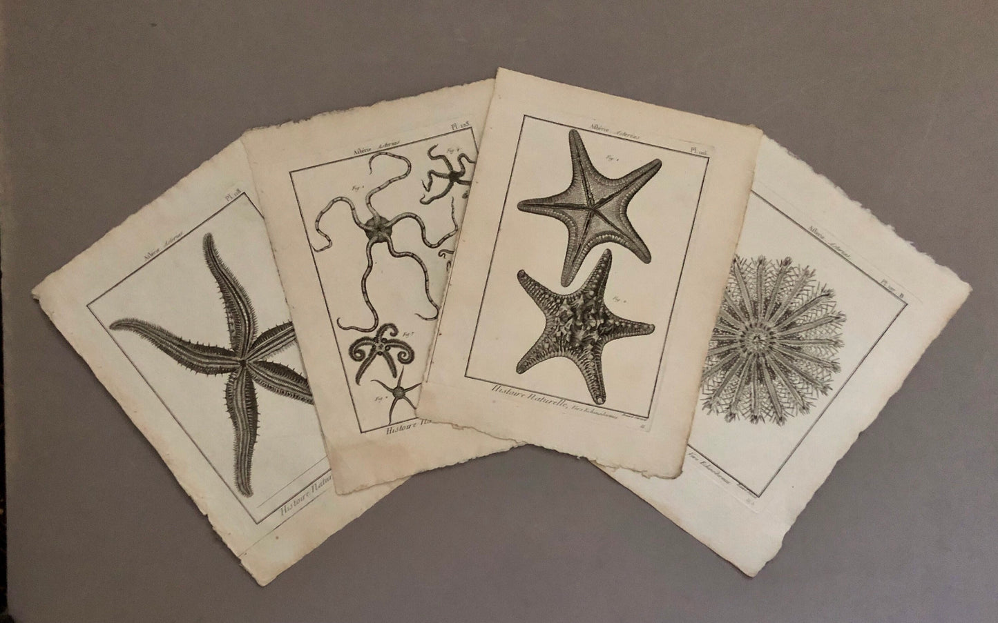 A Set of Four Original Engravings of Starfish. From The Tableau Encyclopedique . Circa 1790. Size: 31.5 x 23 cms.