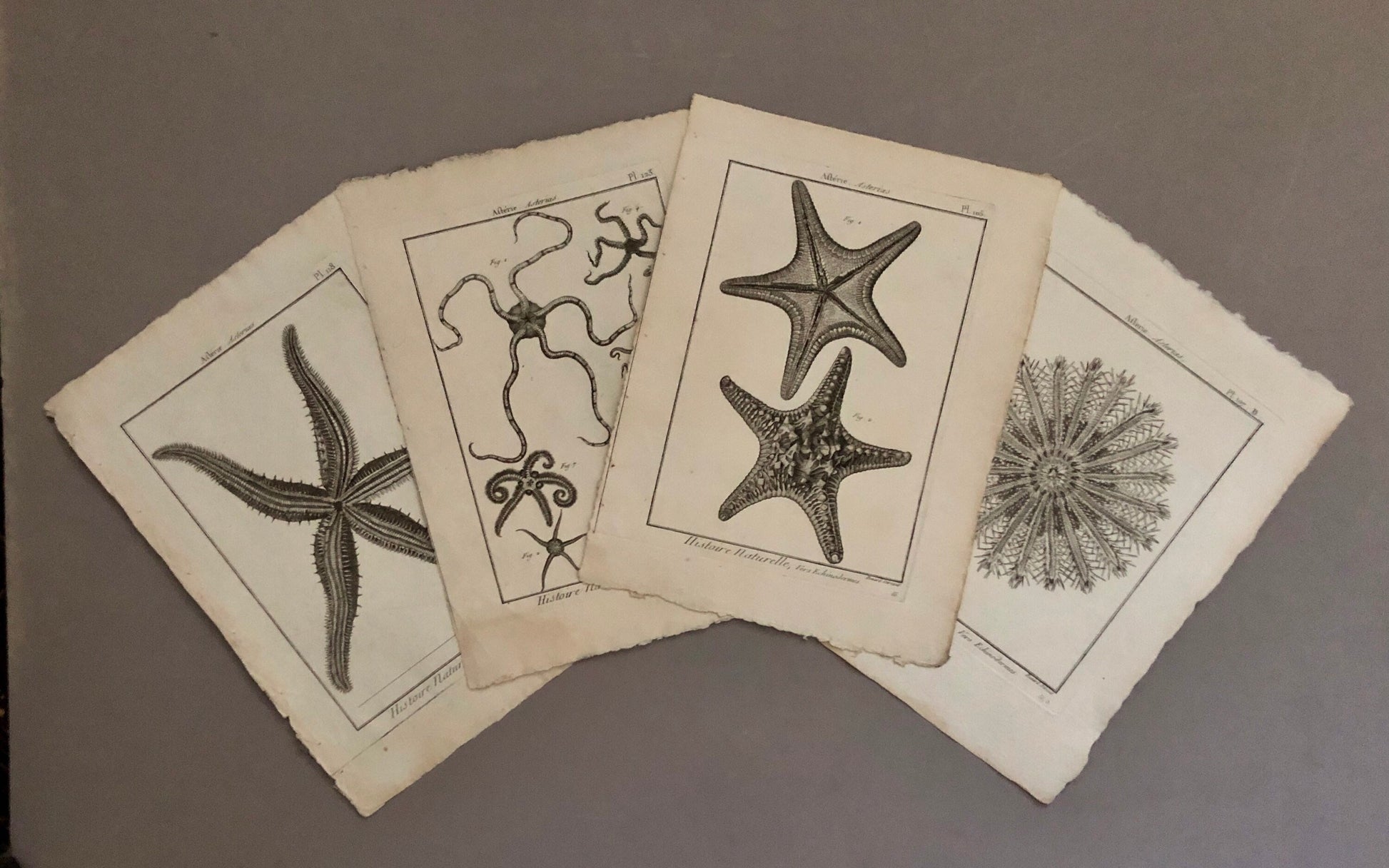 A Set of Four Original Engravings of Starfish. From The Tableau Encyclopedique . Circa 1790. Size: 31.5 x 23 cms.