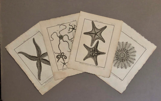 A Set of Four Original Engravings of Starfish. From The Tableau Encyclopedique . Circa 1790. Size: 31.5 x 23 cms.