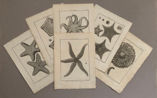 A Set of Six Original Engravings of Starfish. From The Tableau Encyclopedique . Circa 1790. Size: 31.5 x 23 cms.