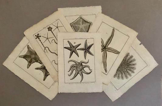 A Set of Six Original Engravings of Starfish. From The Tableau Encyclopedique . Circa 1790. Size: 31.5 x 23 cms.