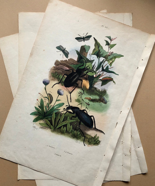 Three Antique Prints (1830s) From a French Dictionary Featuring Beetles, Plants and Other Creatures. Size: 28. X 18 cms.