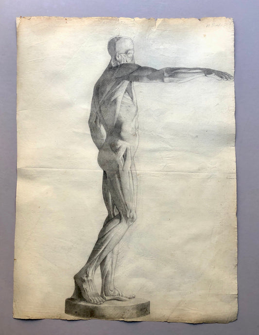 An 18th Century Anatomical Drawing of A Man. French. Dated 1778. Indistinctly Signed. Size: 62 x 45 cms.